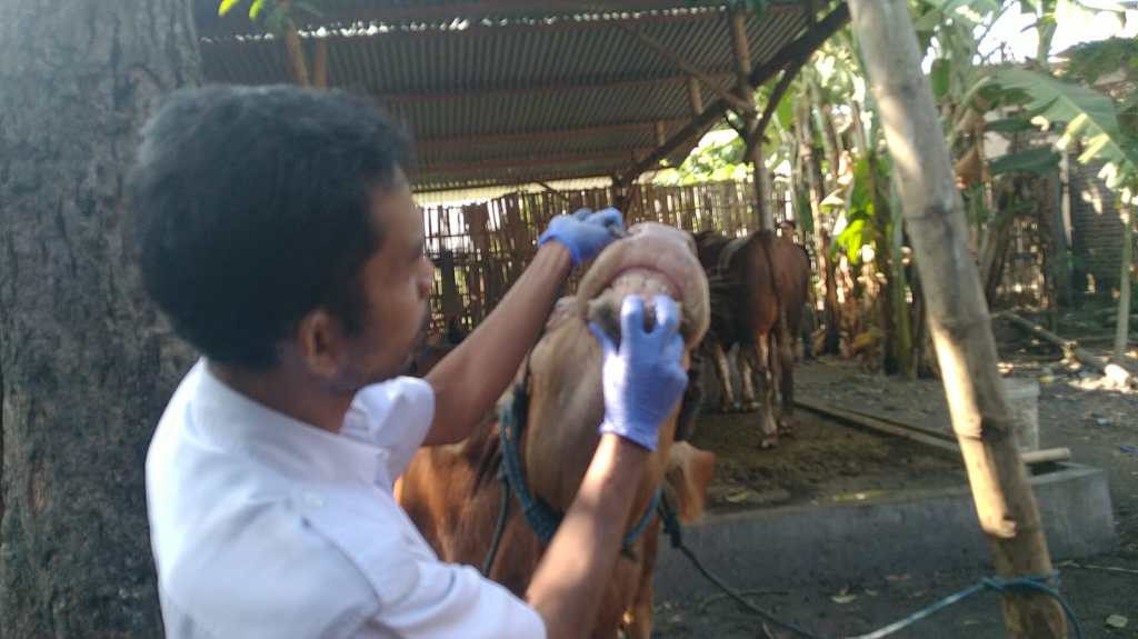 Pemeriksaan Hewan Kurban di Kota Kediri&nbsp;Diintensifkan